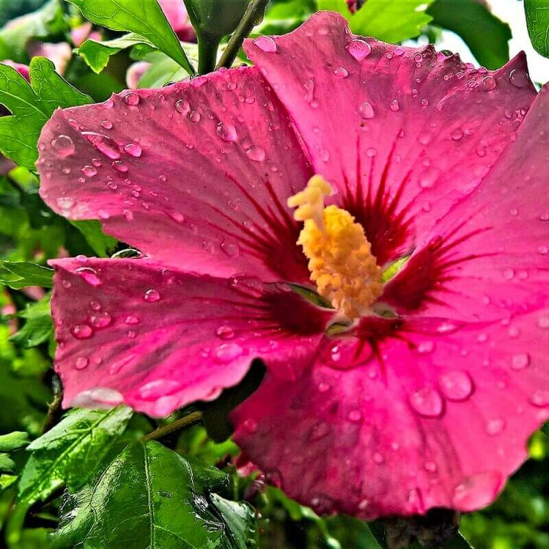 Althéa 'Pink Giant' (Hibiscus Syriacus Pink Giant) - Godet 9cm