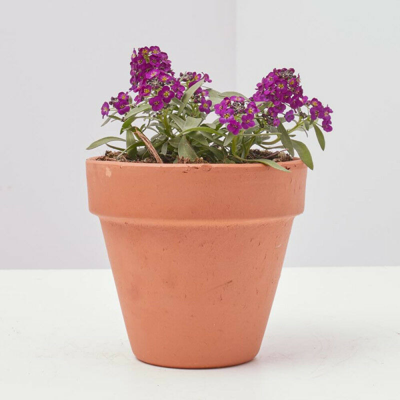 

ALYSSUM - Maceta 11cm