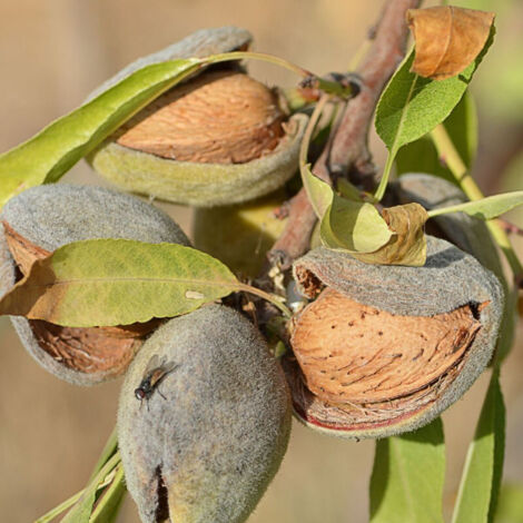 Amandier Ferragnes – Gros calibre d'amandes à coque tendre – Floraison tardive en mars – Résistant aux maladies – Pot de 10L