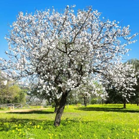 Amandier (Prunus Amygdalus) - Godet - Taille 20/40cm