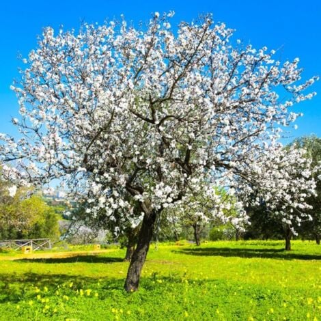 PÉPINIÈRES NAUDET Amandier (Prunus dulcis)