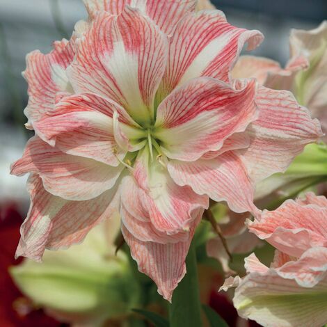 Amaryllis Happy Nymph - Le bulbe, ciconférence 26 cm. - Willemse