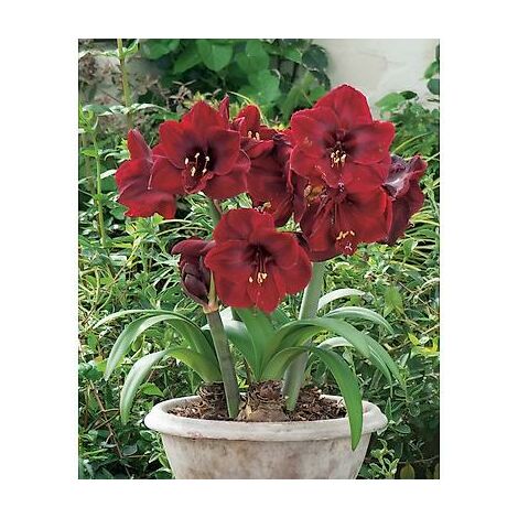 AMARYLLIS ROUGE