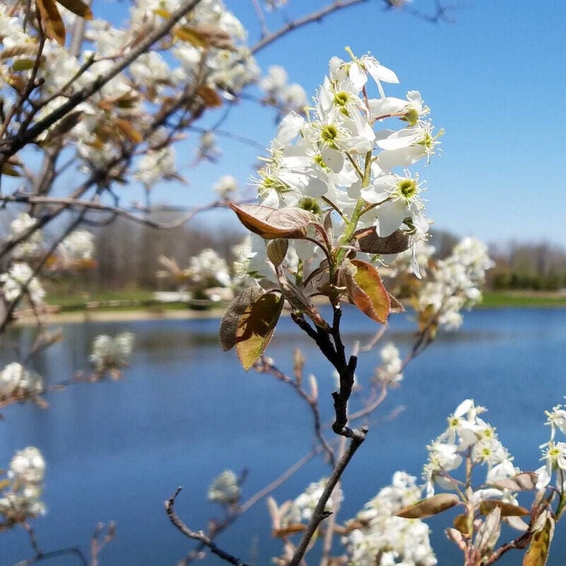 Amélanchier de Lamarck/Pot de 7,5L