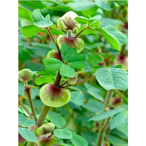 Amicia zygomeris Pot de 1L/1,5L