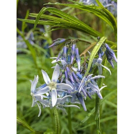 Amnsonie 'Ernst Pagels' Godet de 8/9 cm