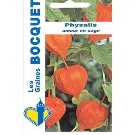 Amour en cage 'Lanterne chinoise' le sachet de 700 graines (0,8g)