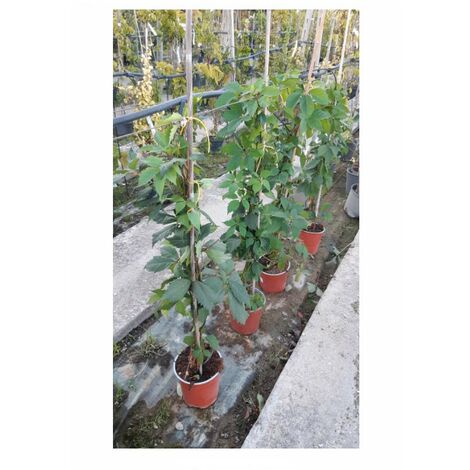 Ampelopsis Quinquefolia V17
