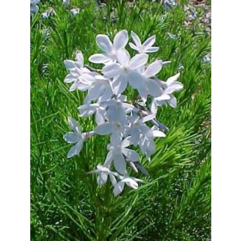 Amsonie ciliée Godet de 8/9 cm