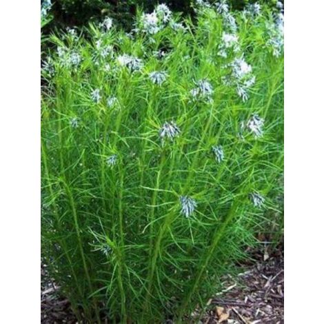 Amsonie hubrichtii Godet de 8/9 cm