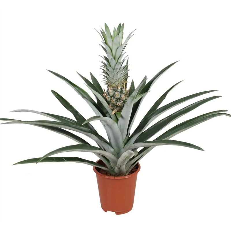 Plant In A Box - Ananas comosus - Plante anti-ronflement - Pot 14cm - Hauteur 45-55cm - Jaune