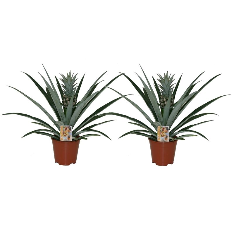 Plant In A Box - Ananas comosus - Set de 2 - Plante anti-ronflement - Pot 14cm - Hauteur 45-55cm - Jaune