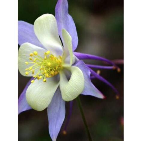 Ancolie bleue à fleurs précoces le sachet de 100 graines (0,15g)
