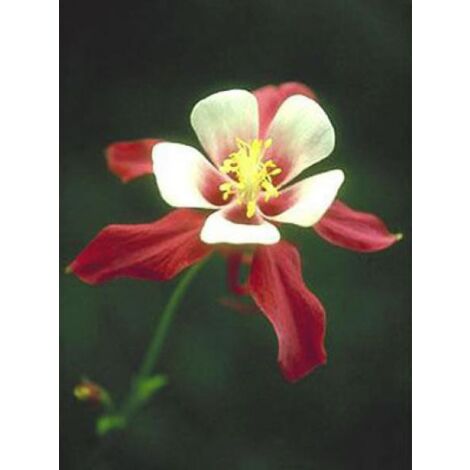 Ancolie 'Crimson Star' Godet de 8/9 cm