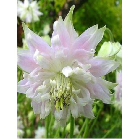 Ancolie des jardins 'White Barlow' Godet de 8/9 cm