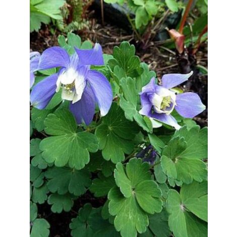 Ancolie 'Ministar' Godet de 8/9 cm