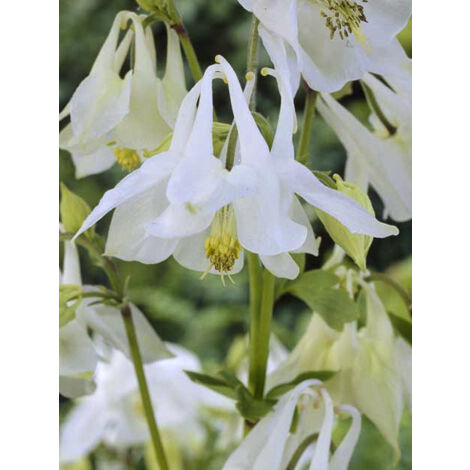 Ancolie 'Munstead White' Godet de 8/9 cm