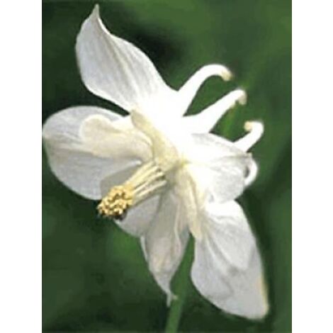 Ancolie 'Snow Queen' Godet de 8/9 cm