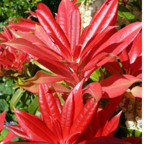 Andromède du Japon japonica Forest Flame