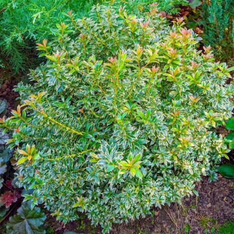Andromède du Japon 'Little Heath' (Pieris japonica 'Little Heath')