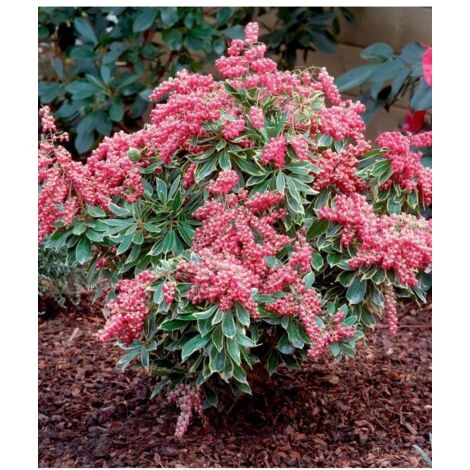Andromède du Japon 'Passion' Pot de 2L/3L