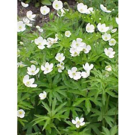 Anémone du Canada Godet de 8/9 cm