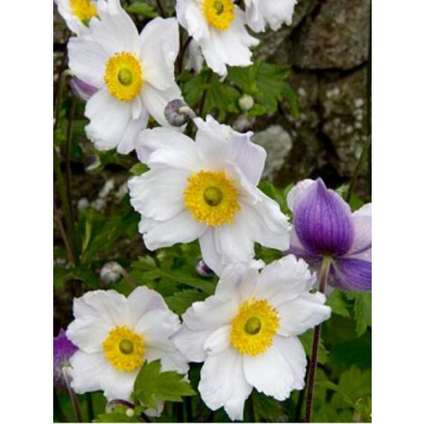 Anémone du Japon 'Dreaming swan' Godet de 8/9 cm