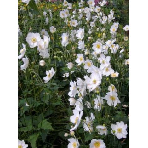 Anémone du Japon 'Honorine Jobert' Pot de 2L/3L