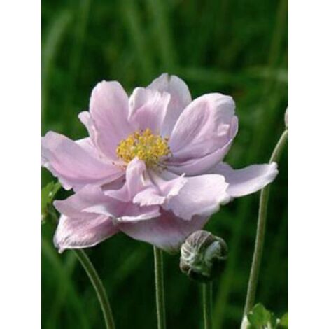 Anémone du Japon 'Mont Rose' Godet de 8/9 cm