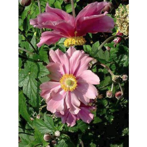 Anémone du Japon 'Reine Charlotte' Pot de 2L/3L