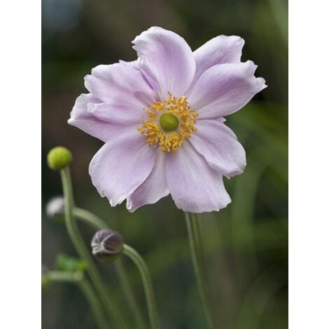Anémone du Japon 'Septemberglanz' Godet de 8/9 cm