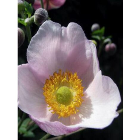 Anémone du Japon tomentosa 'Robustissima' Godet de 8/9 cm