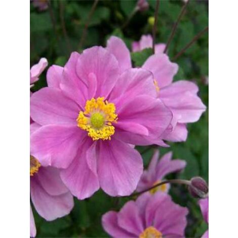Anémone du Japon tomentosa 'Serenade' Godet de 8/9 cm