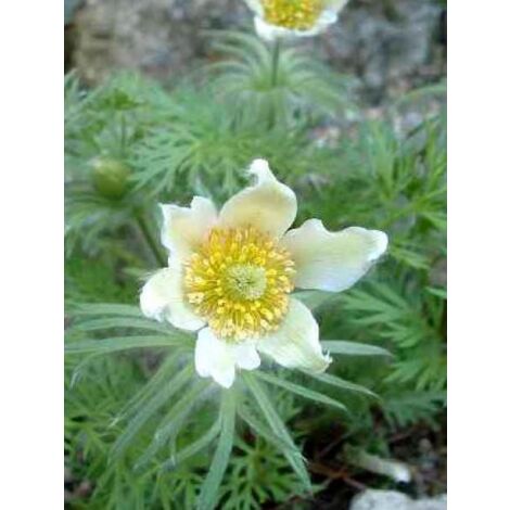 Anémone pulsatile 'Alba' Godet de 7/8 cm