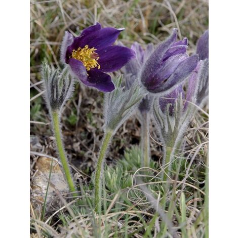 Anémone pulsatile 'Violet' Godet de 7/8 cm