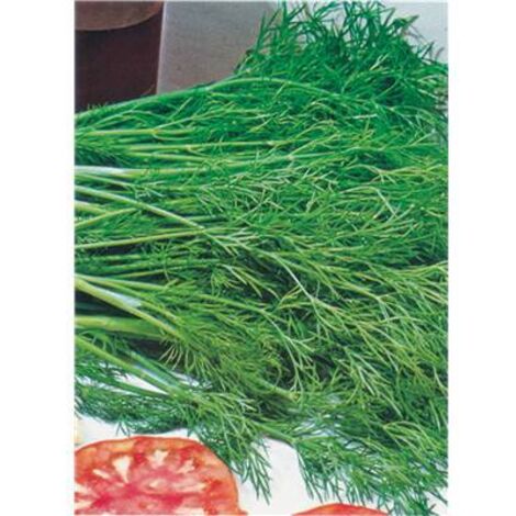 ANETH - Graines de légumes - 2 G