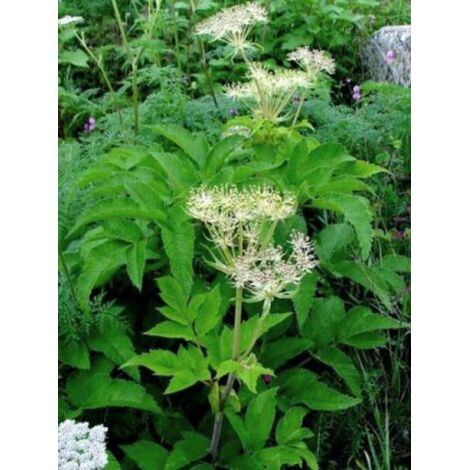Angélique officinale Godet de 7/8 cm