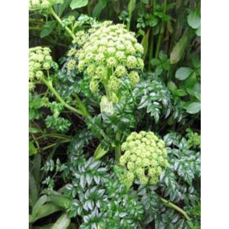 Angélique pachycarpa Godet de 8/9 cm