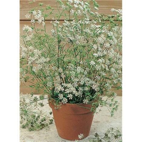 FABRE GRAINES ANIS VERT - Graines de légumes - 2 G