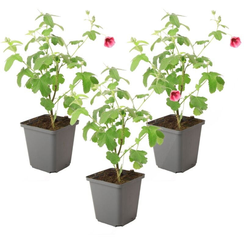Plant In A Box - Anisodontea capensis - Lavatère du Cap - x3 - rose/violet - ⌀9cm - h. 25-40 cm - Rose