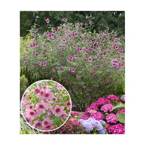 Anisodontea godet 10 cm – Arbuste à floraison généreuse jusqu'à 8 mois – Pour jardins uniques et élégants – Fabre Graines
