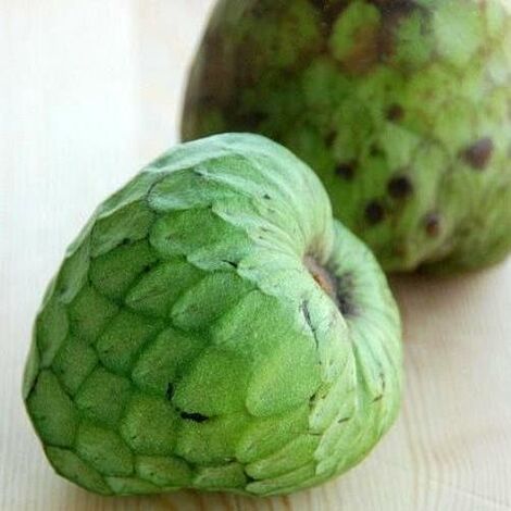 Annona cherimola “Cumbe” - pianta piccolo albero tropicale America latina