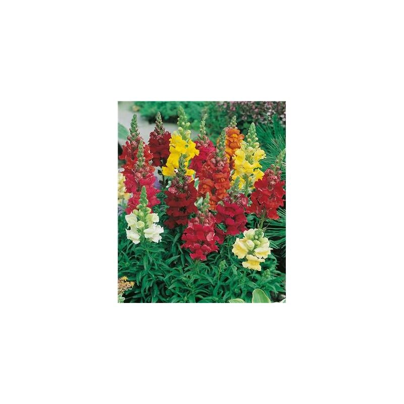 Offre anthirrhinum muflier - 6 godets - vivaces