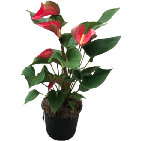 Anthurium