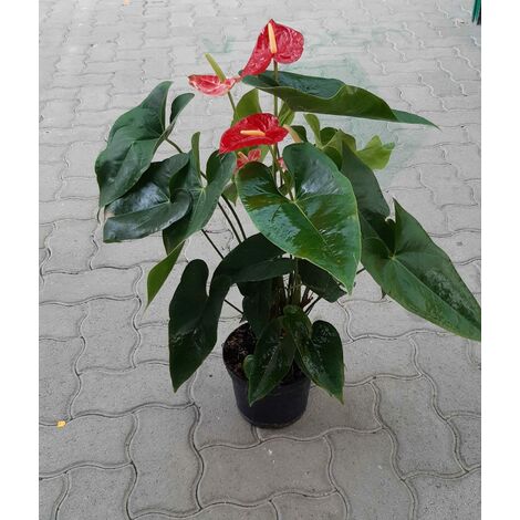 Anthurium