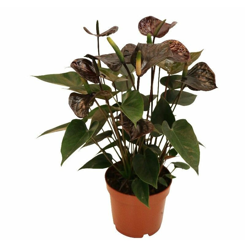 Anthurium andreanum Black Karma - avec fleur noire dans un pot de 12cm