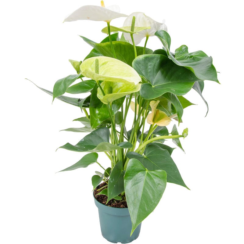 Bloomique - Anthurium 'Aristo' Blanc - Flamingo Plant - Entretien facile - ⌀12 cm - ↕30-40 cm