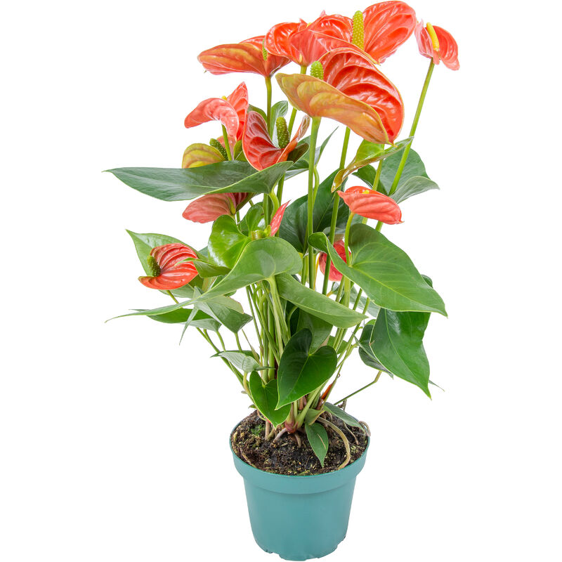 Anthurium 'Aristo' Orange - Flamingo Plant - Entretien facile - ⌀12 cm - ↕30-40 cm