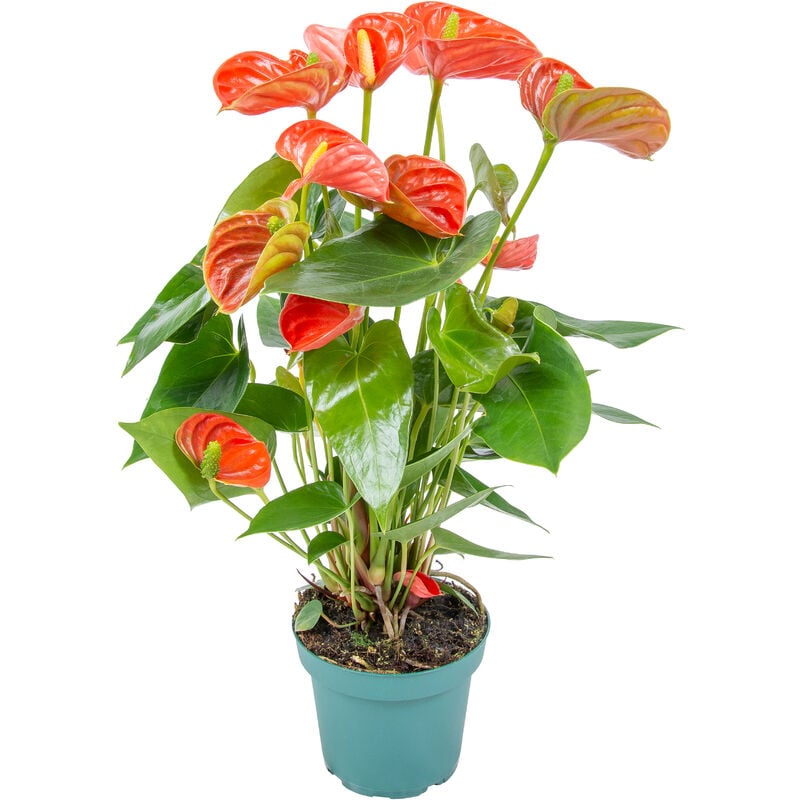 Bloomique - Anthurium 'Aristo' Orange - Plante Flamingo - Entretien facile - ⌀14 cm - ↕45-55 cm