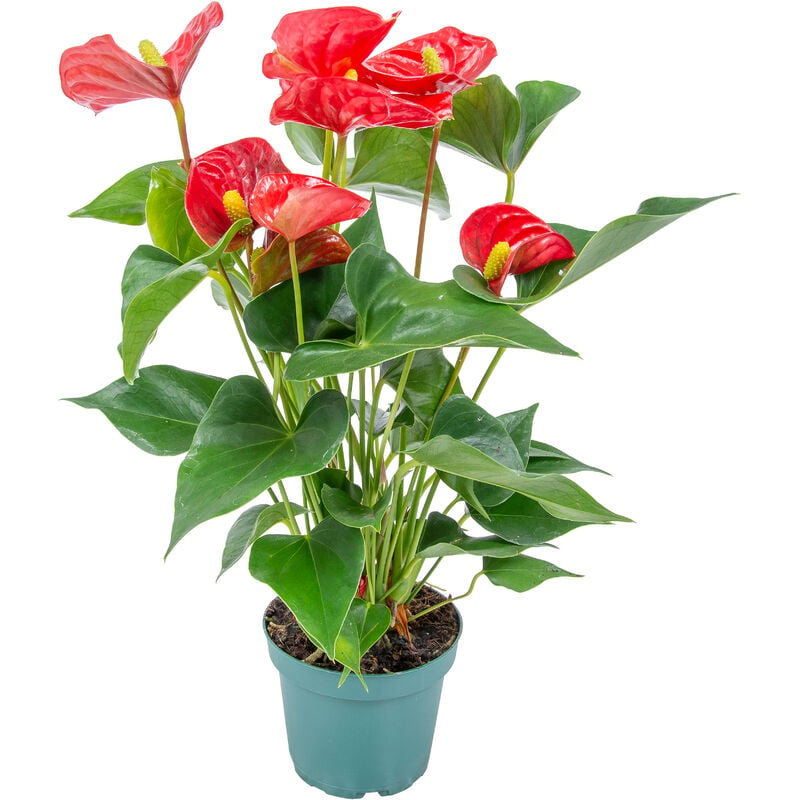 Bloomique - Anthurium 'Aristo' Red– Flamingo Plant - Plante d'intérieur - Entretien facile - ⌀12 cm - ↕30-40 cm - Red